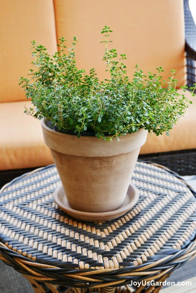 A lemon thyme plant grows outdoors in a tan clay pot on a wicker table on a patio.
