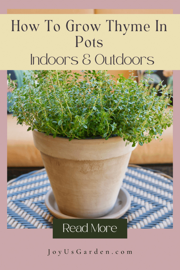 How To Grow Thyme In Pots Tips For Indoors & Outdoors