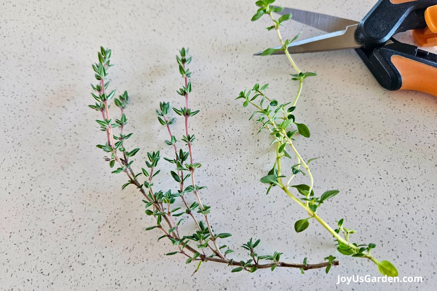 How To Grow Thyme In Pots Tips For Indoors & Outdoors