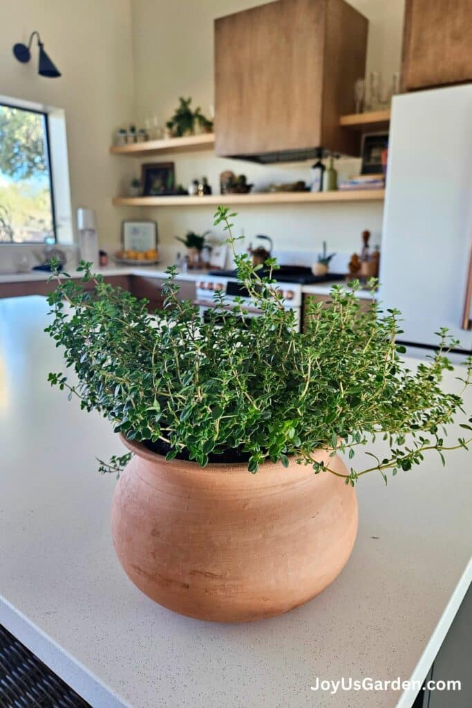 How To Grow Thyme In Pots Tips For Indoors & Outdoors