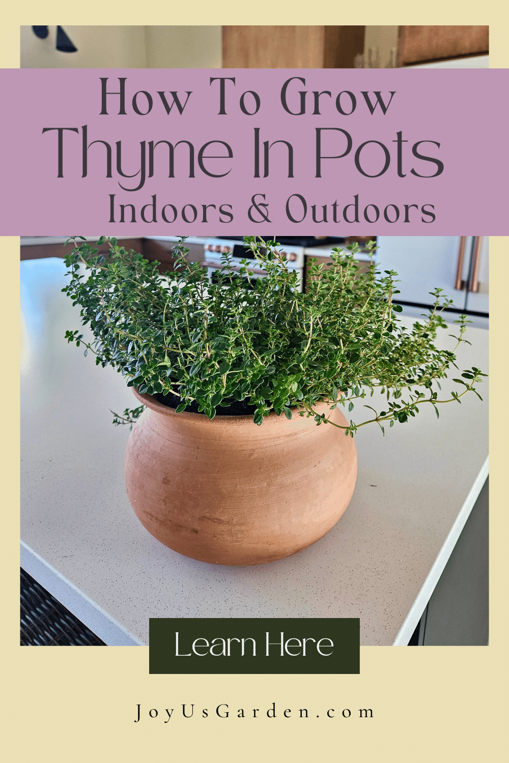 How To Grow Thyme In Pots Tips For Indoors & Outdoors