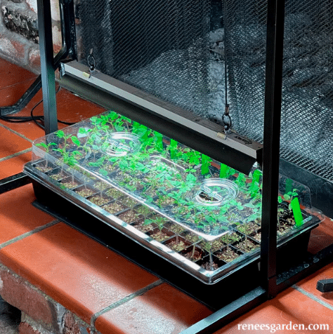 This herb garden essentials Sunkit Seed Starting System is growing herbs.