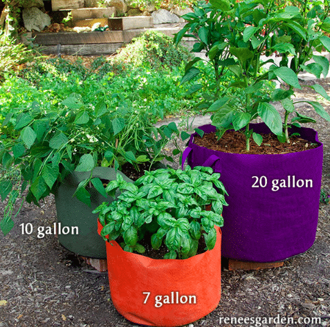 Three smart pots from Renees garden is shown in black orange and purple growing herbs outdoors as an herb gardens essentials must.