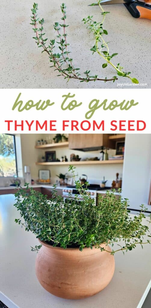 How To Grow Thyme In Pots Tips For Indoors & Outdoors
