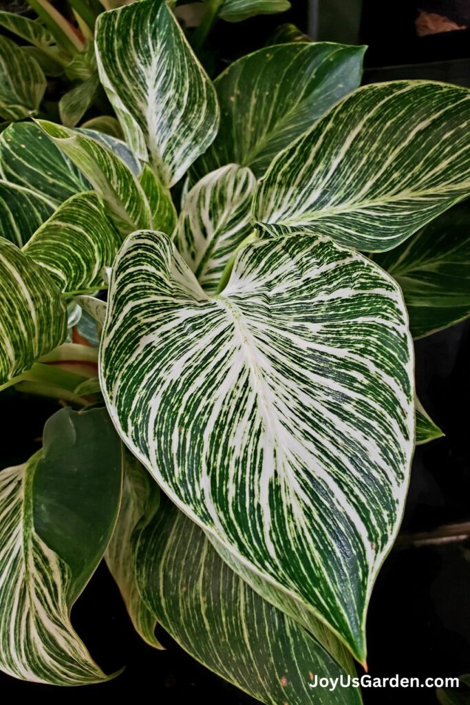 Close-up photo of the variegated leaves on a philodendron Birkin house plant.