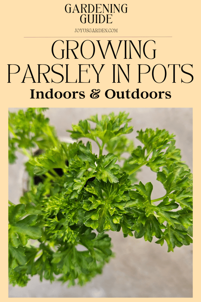 How To Grow Parsley In Pots Growing Indoors & Outdoors
