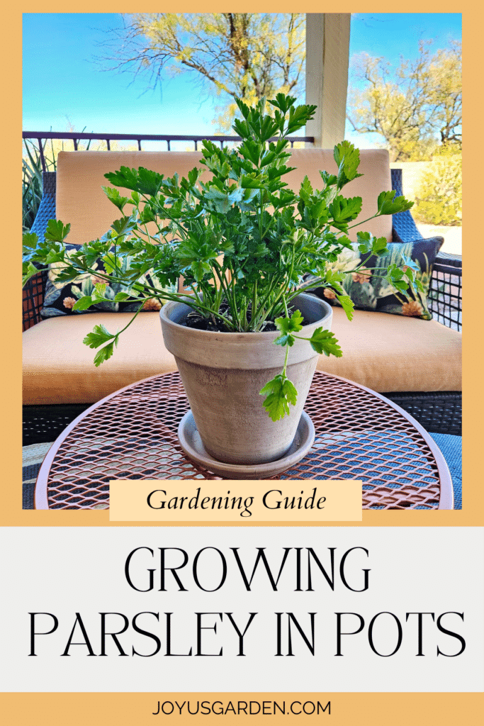 How To Grow Parsley In Pots Growing Indoors & Outdoors