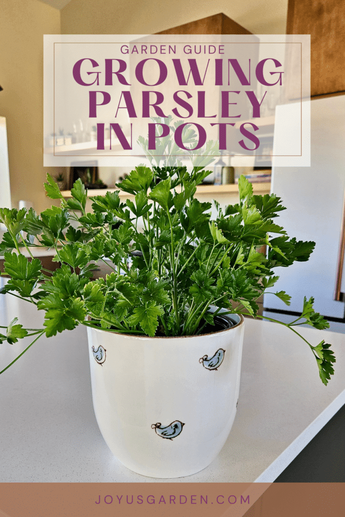 How To Grow Parsley In Pots Growing Indoors & Outdoors