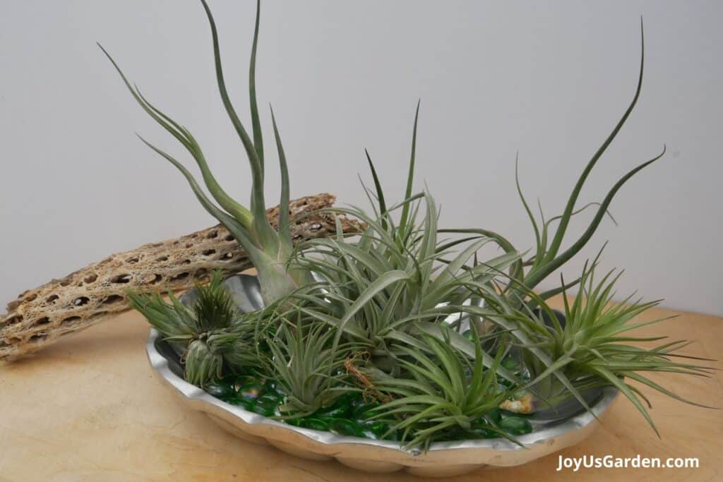 Multiple air plants are in a decorative low dish with a piece of cholla wood. 