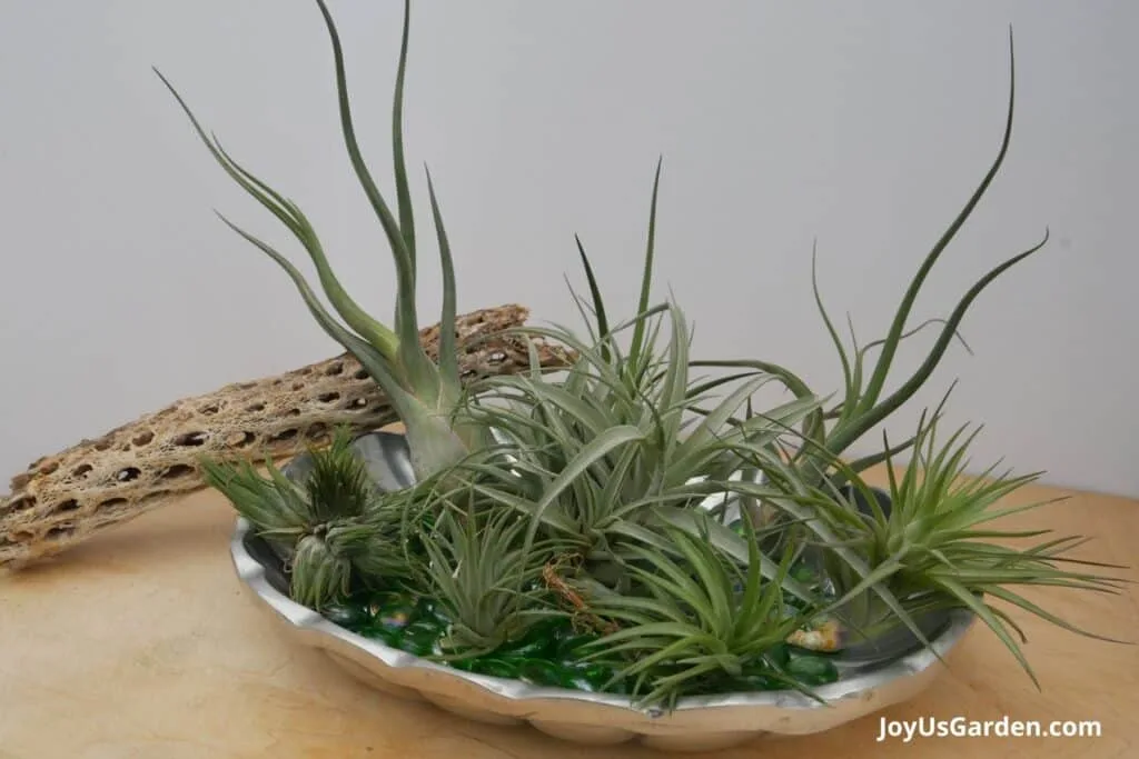 Multiple air plants are in a decorative low dish with a piece of cholla wood.