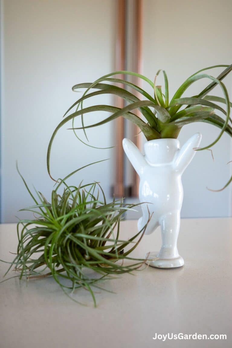 An air plant tillandsia sits inside a person planter pot, next to it rests a tillandsia on kitchen counter.