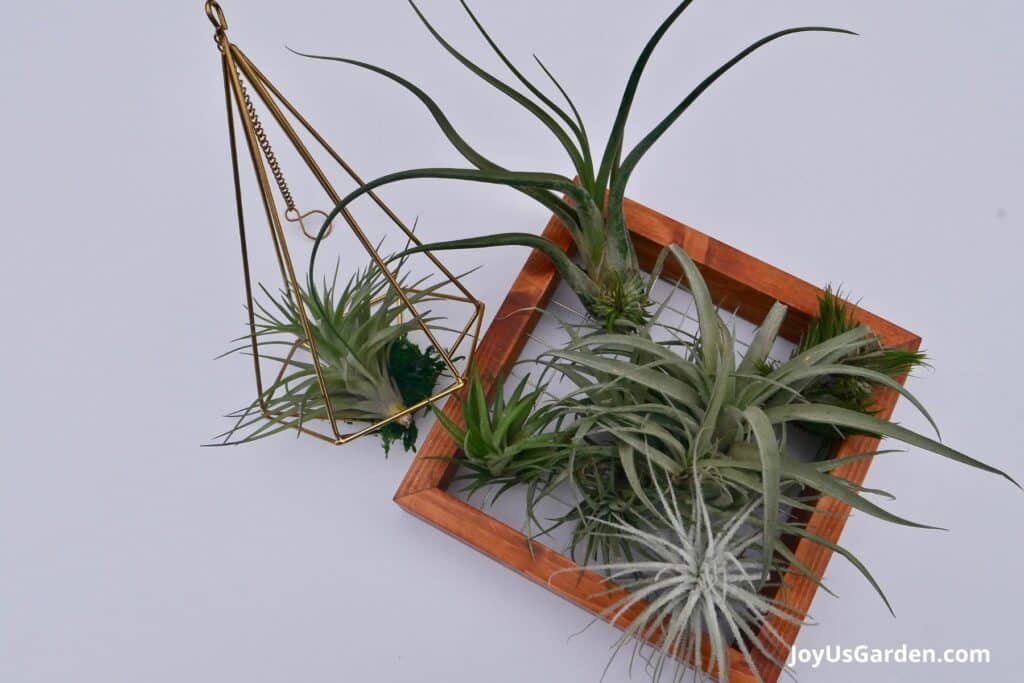 Multiple air plants are displayed on wooden tillandsia as well as a singe tillandsia displayed in an air plant hanger. 