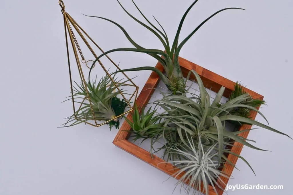 Multiple air plants are displayed on wooden tillandsia as well as a singe tillandsia displayed in an air plant hanger.
