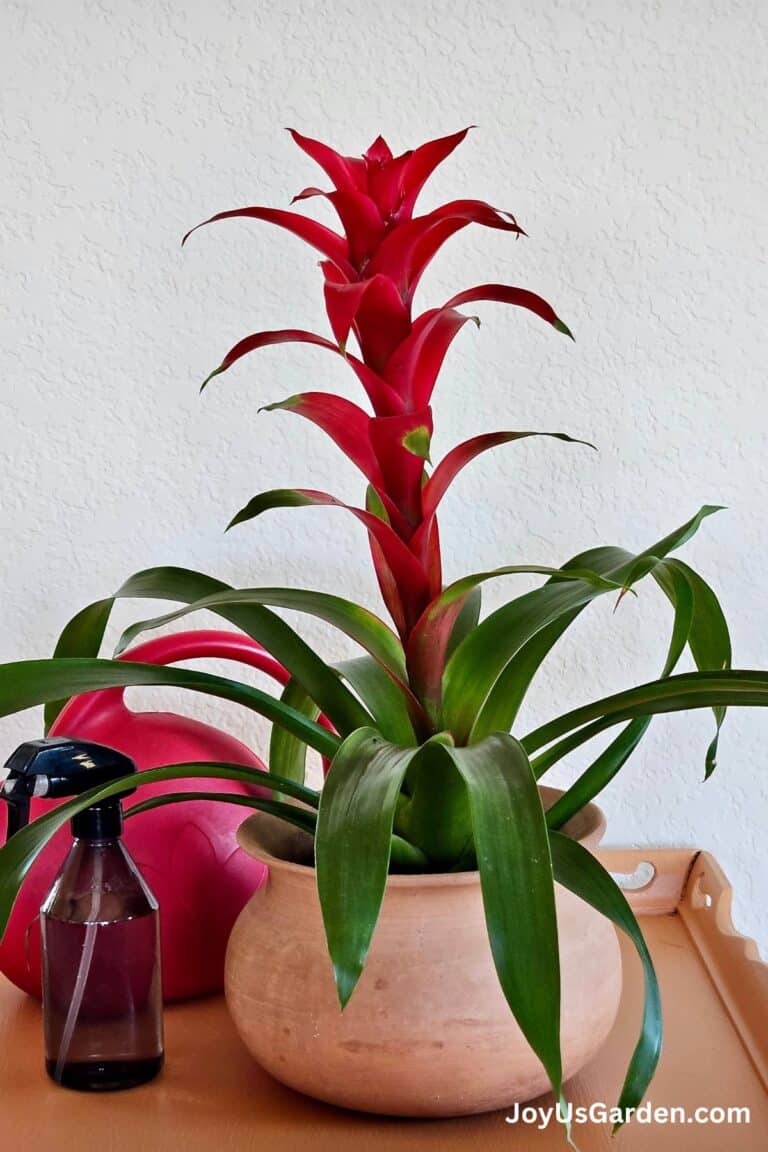 Bromeliad Watering: How to Water Bromeliad Plants Indoors