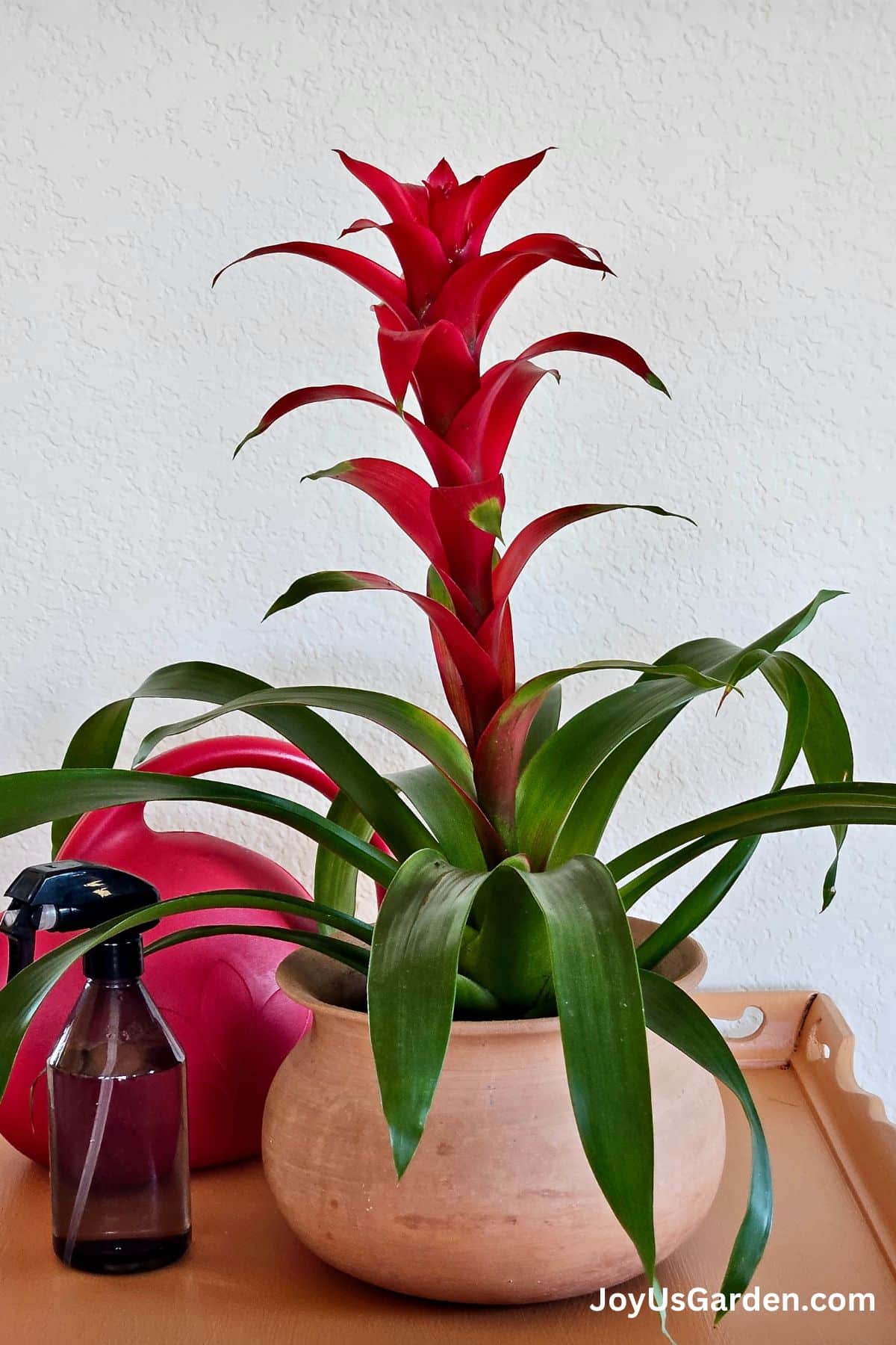 Bromeliad Watering How To Water Bromeliad Plants Indoors bromeliad-watering-how-to-water-bromeliad-plants-indoors
