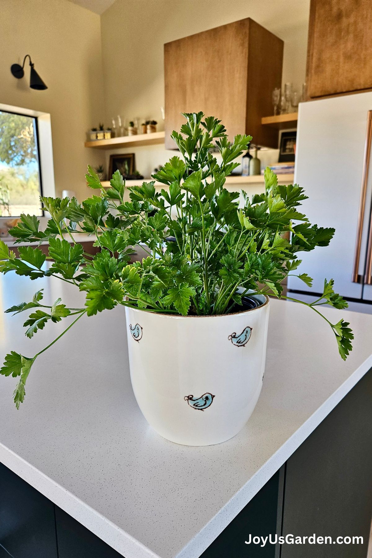 Parsley grows indoors on a kitchen counter in a ceramic pot. 
