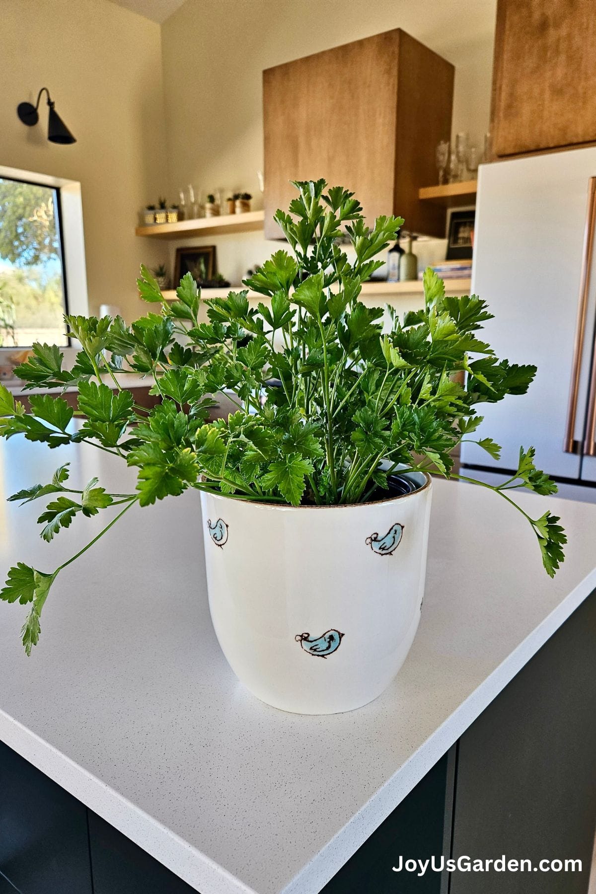 How To Grow Parsley In Pots Growing Indoors & Outdoors