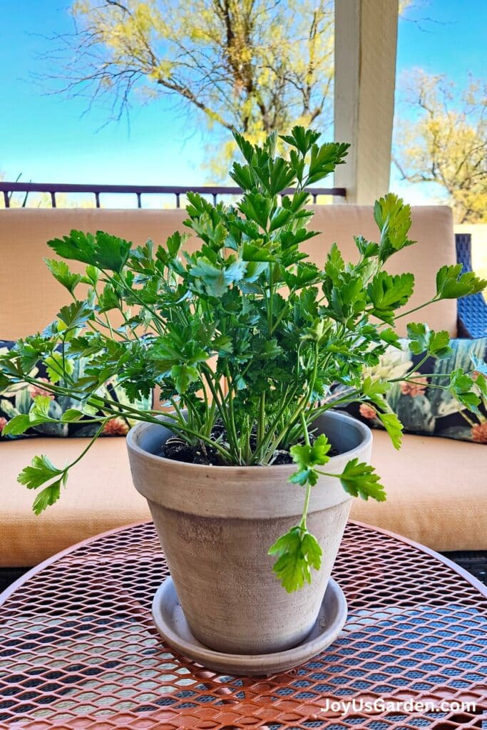 A flat leaf parsley plant in a tan clay pot sits on a patio table with bright blue skies in the background.