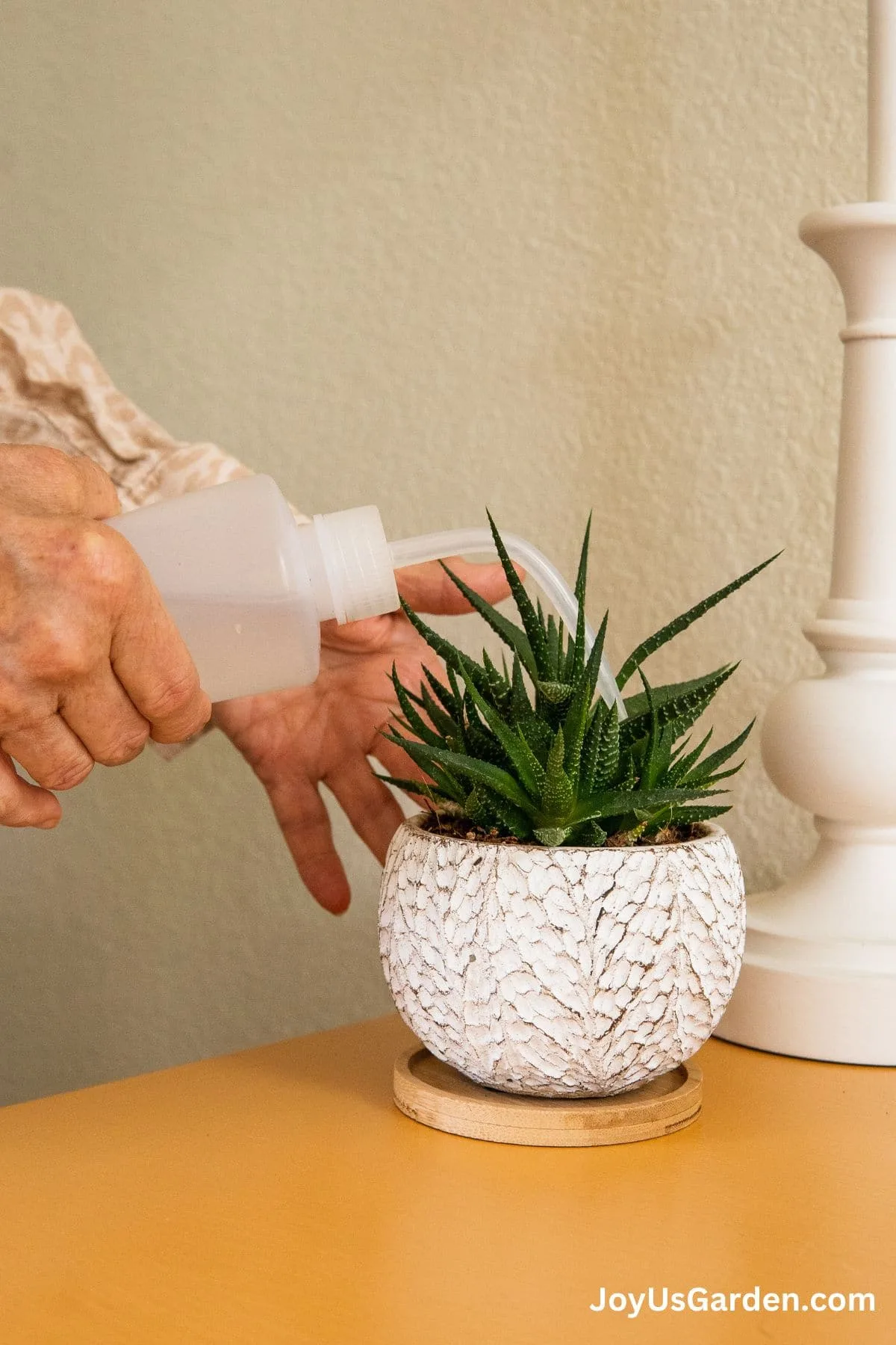 A woman's hands are shown holding a long nozzle water bottle watering a Haworthia succulent and a white decorative pots.