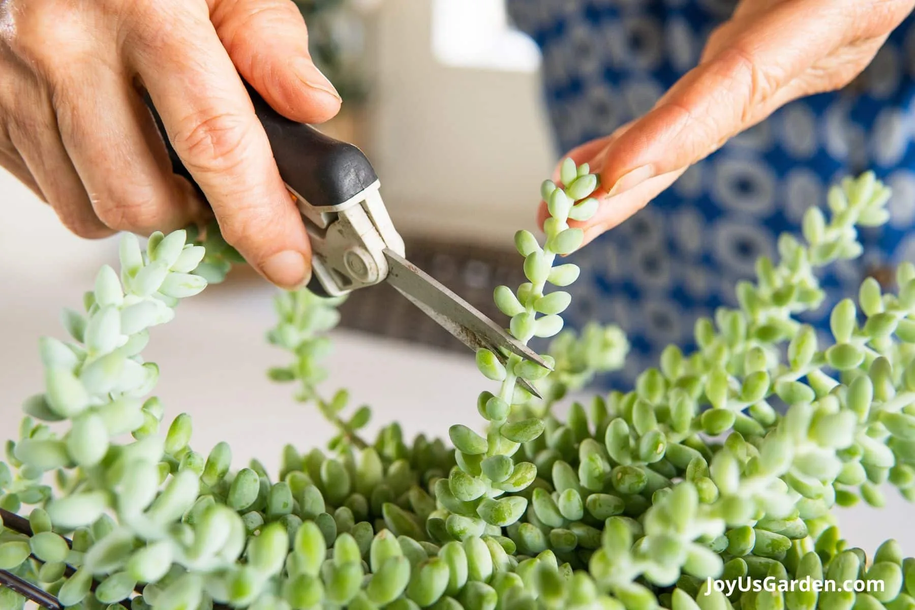 A woman is pruning back a succulent using Fisker pruners.