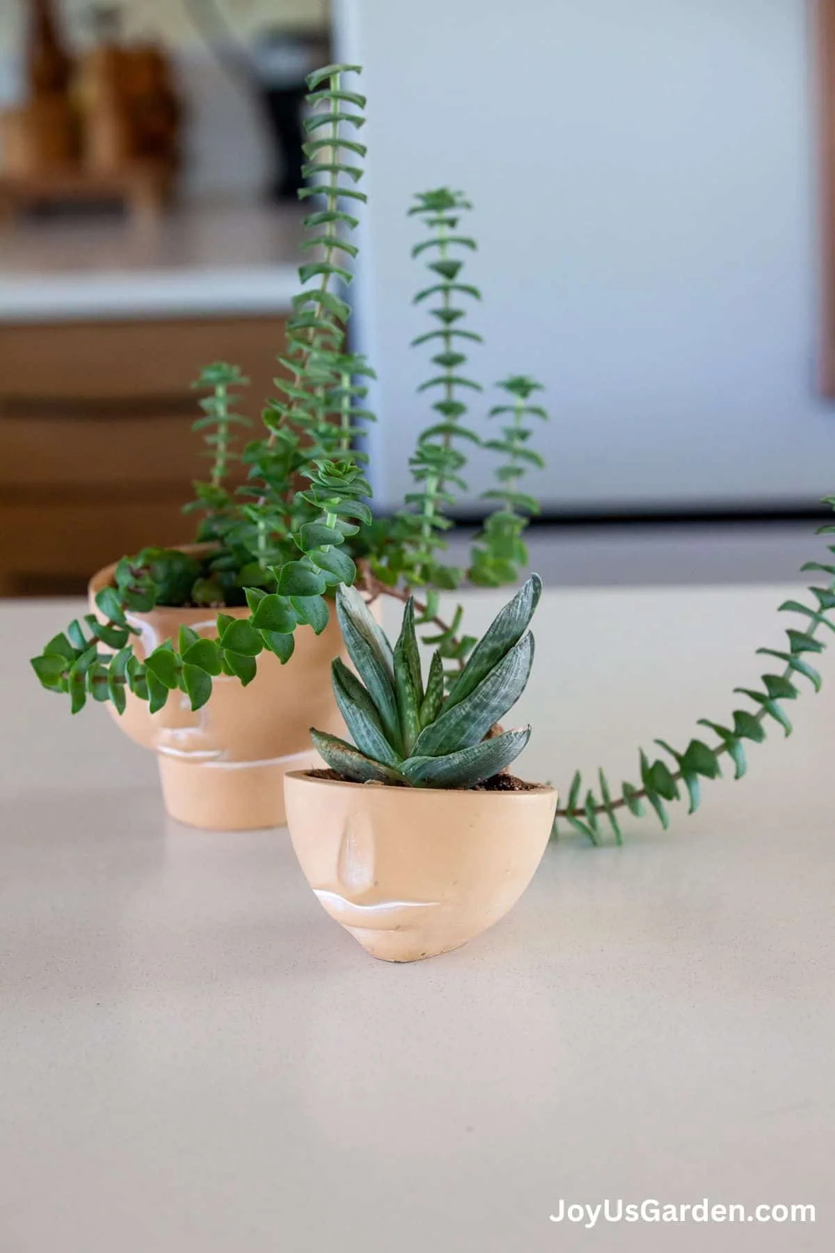 Two succulents are planted in terra-cotta clay face pots.