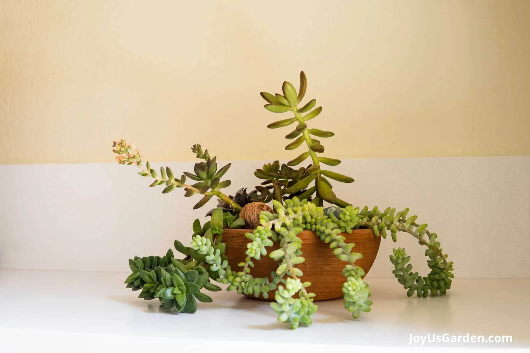 A variety of succulents are planted in a shallow clay pot that sits atop a kitchen counter.