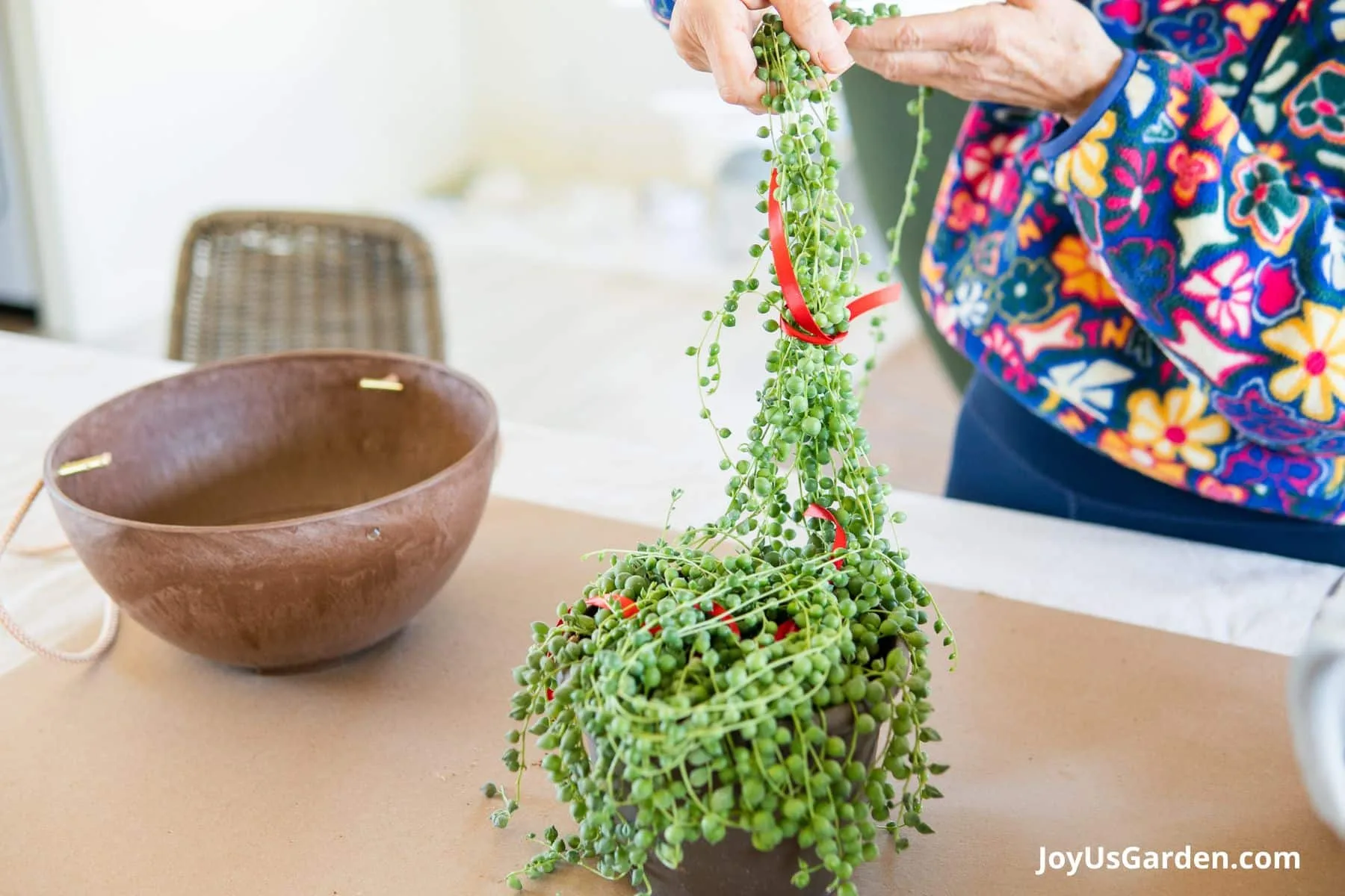 A woman is shown tying up the long trails of a string of pearls plant to be repotted in a hanging planter.