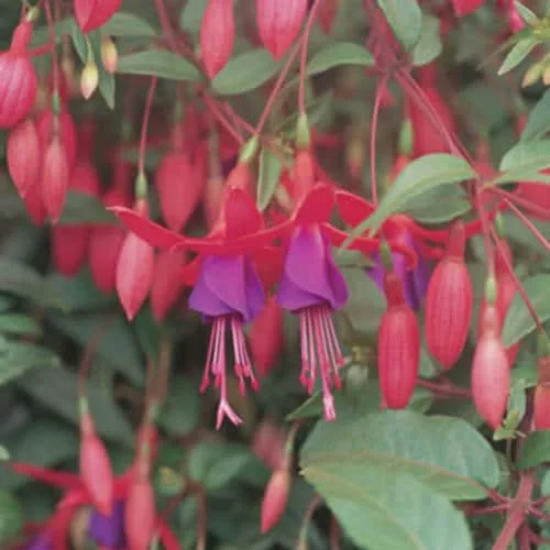 Photo of the blooms of a fuchsia plants in a pink and purple color.