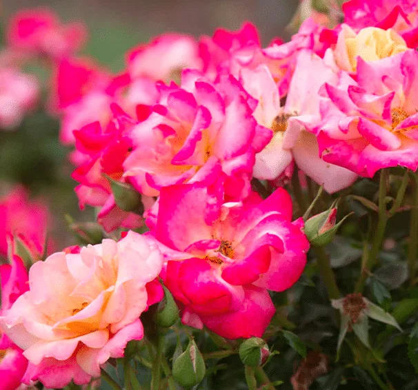 Close up of the pink & yellow mulit-colored flowers of the polynesian punch rose by heirloom roses.