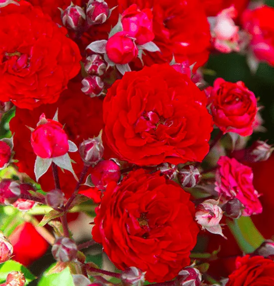 Close up of the bright red flowers of a roxanne veranda rose by heirloom roses.
