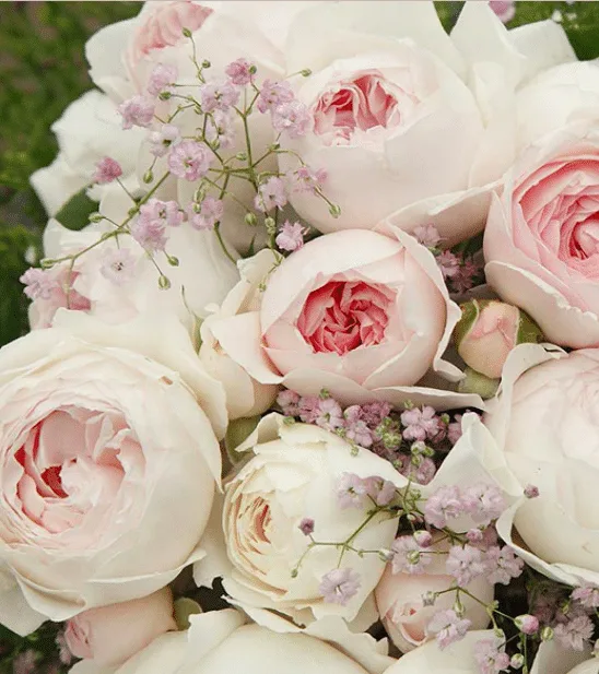 Close up of the beautiful soft pink flowers of the earth angel rose by heirloom roses.