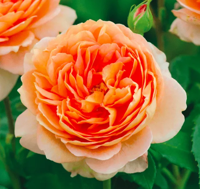 Close up of the beautiful apricot flower of the carding mill rose by david austin.