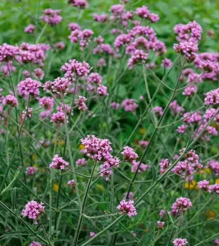 Pink Verbenia growing outdoors in a flower garden.