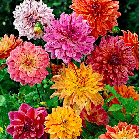 Dahlias growing in a flower garden Brady of colors pink yellow orange red white.