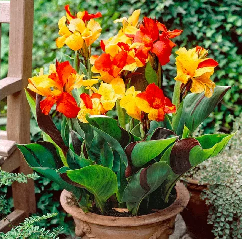 Orange and yellow canna lily growing in a pot outdoors.