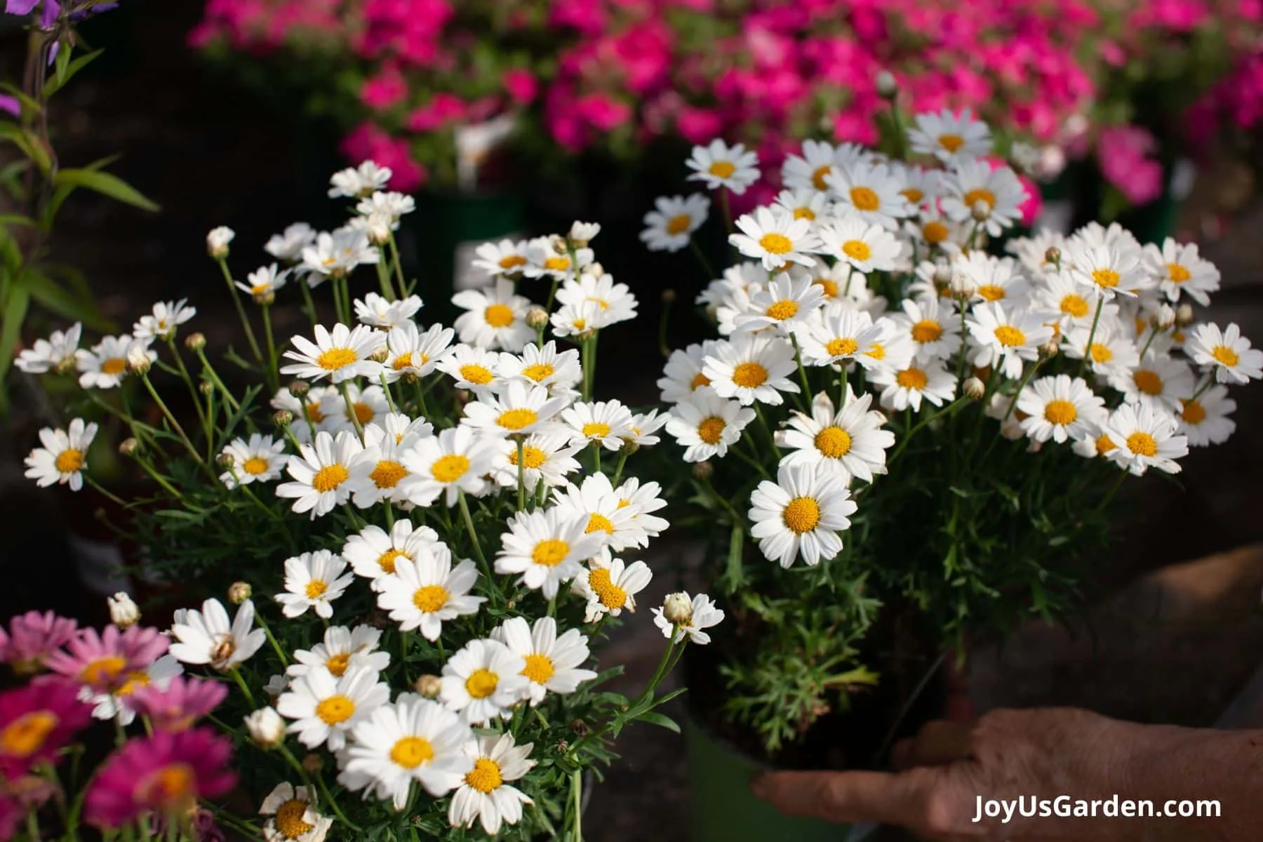 Little white daisies are being grown at a greenhouse in plastic flower pots.