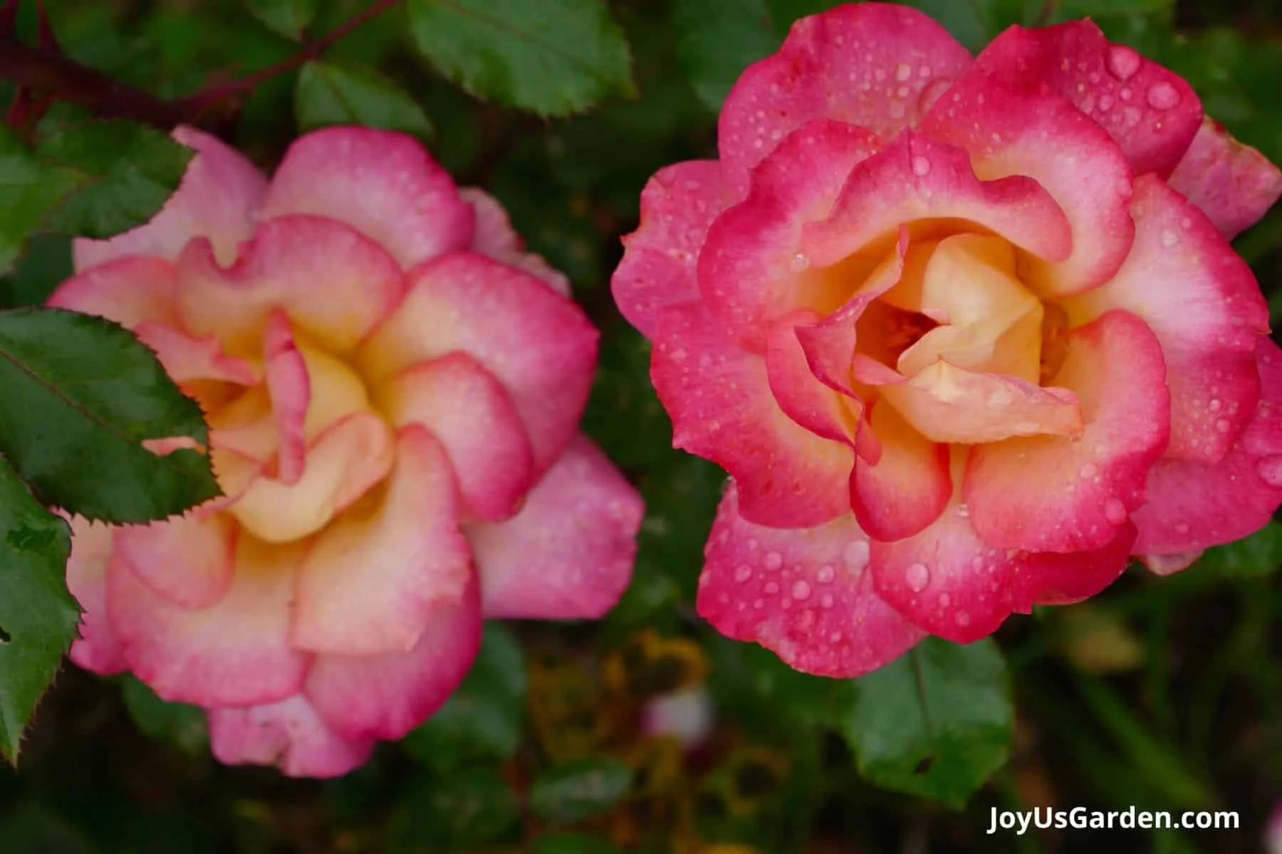 Morning dew on a pair of pink and white roses.
