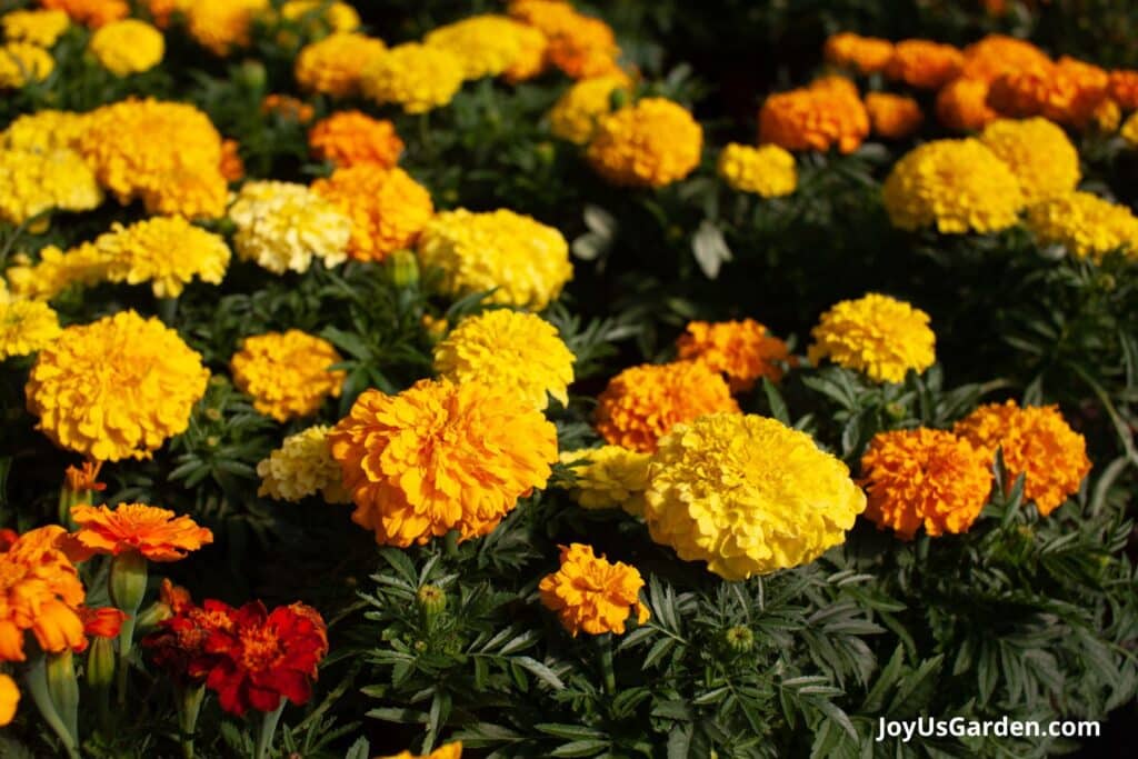 Marigolds grow outside in the  summer sun flowers are yellow orange.