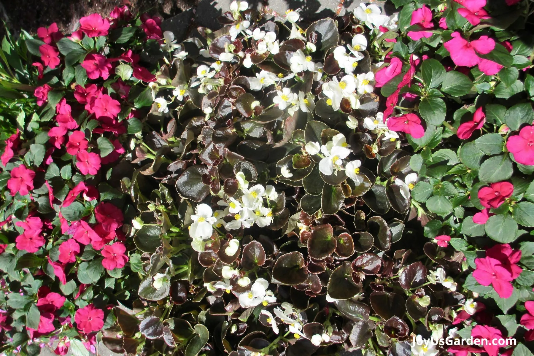 A flower garden full of begonias with pink and white flowers.