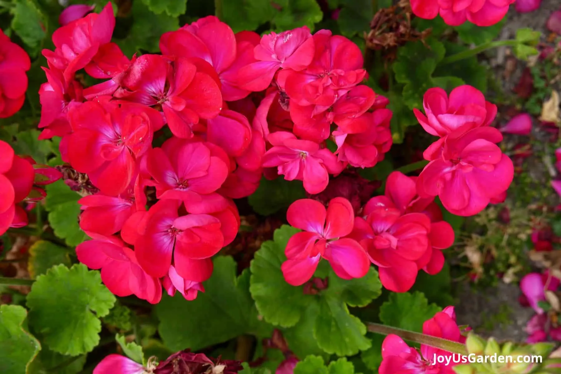 Close up photo of the pinkish red flowers on a geranium plant.