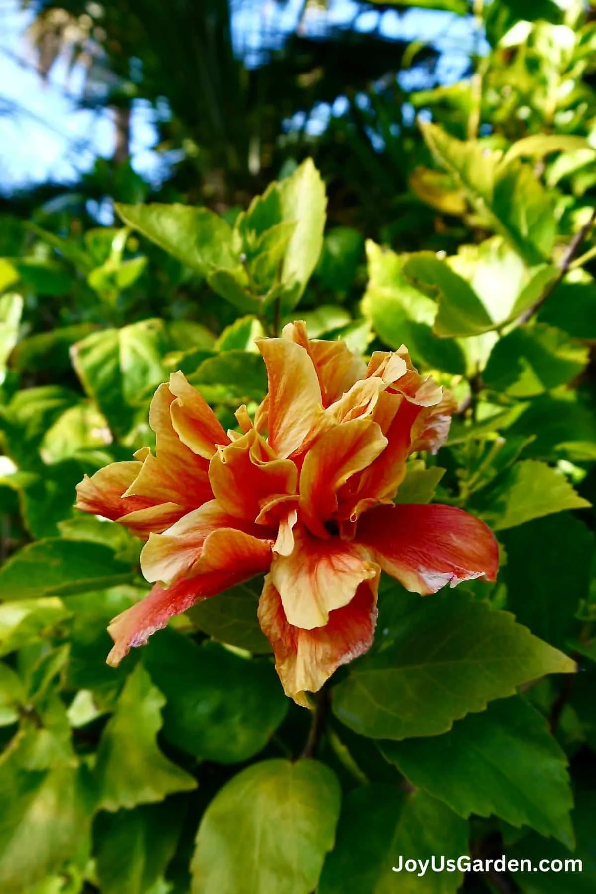 Orange hibiscus growing outdoors in the sun.