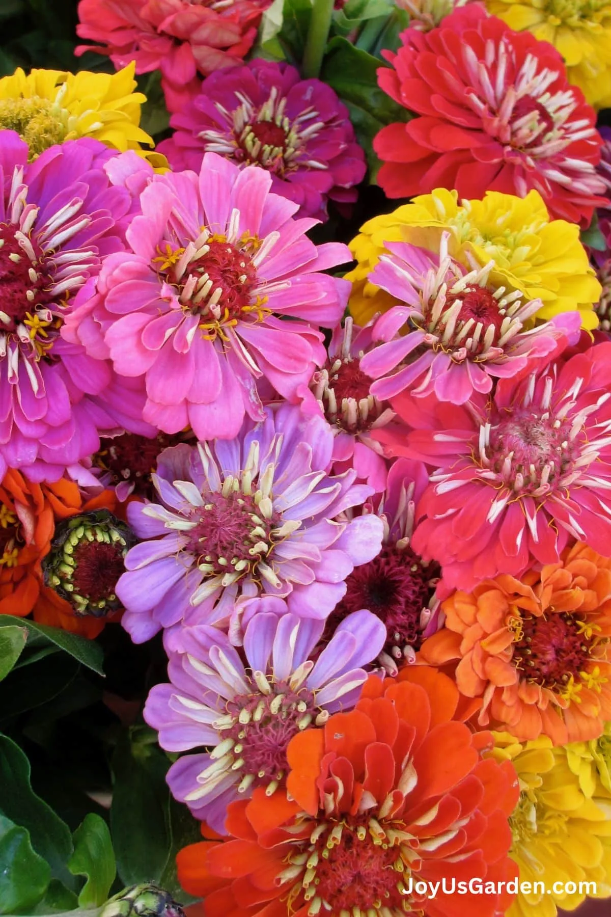 Mix of zinnia flower colors pink orange red yellow, and purple.