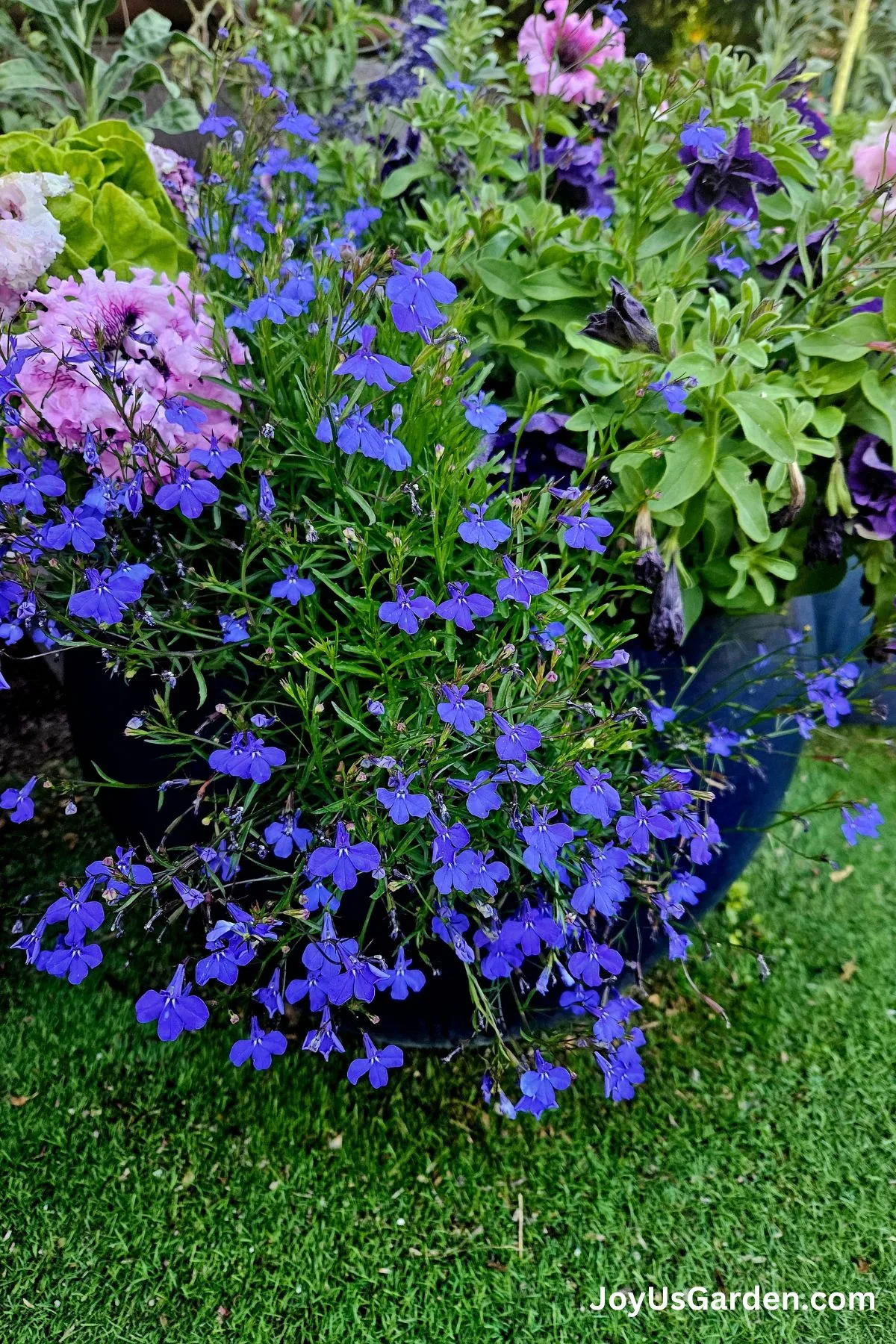 A lovely flower garden with a variety of flowers growing in the forefront is Lobelia flowers.