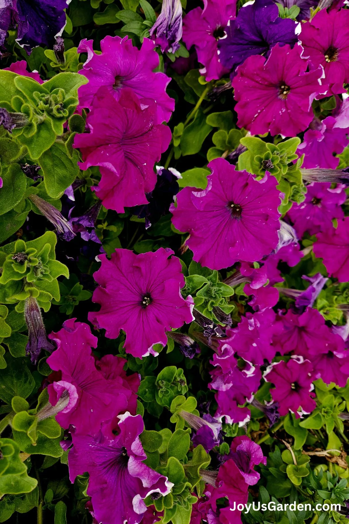 Pink and purple petunias flowers growing outside.