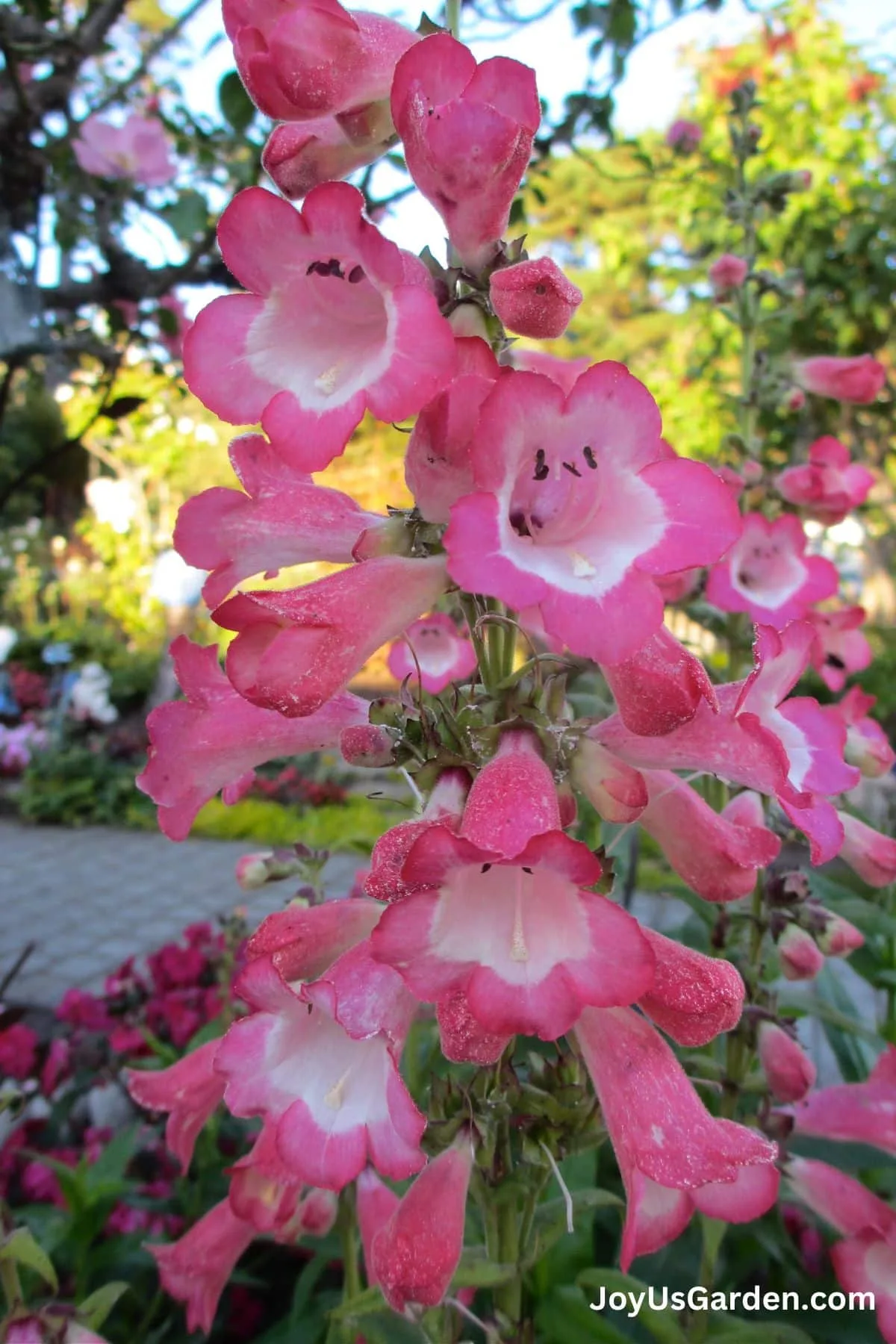 Close-up photo of the pink trumpet like flowers on a penstemon plant.