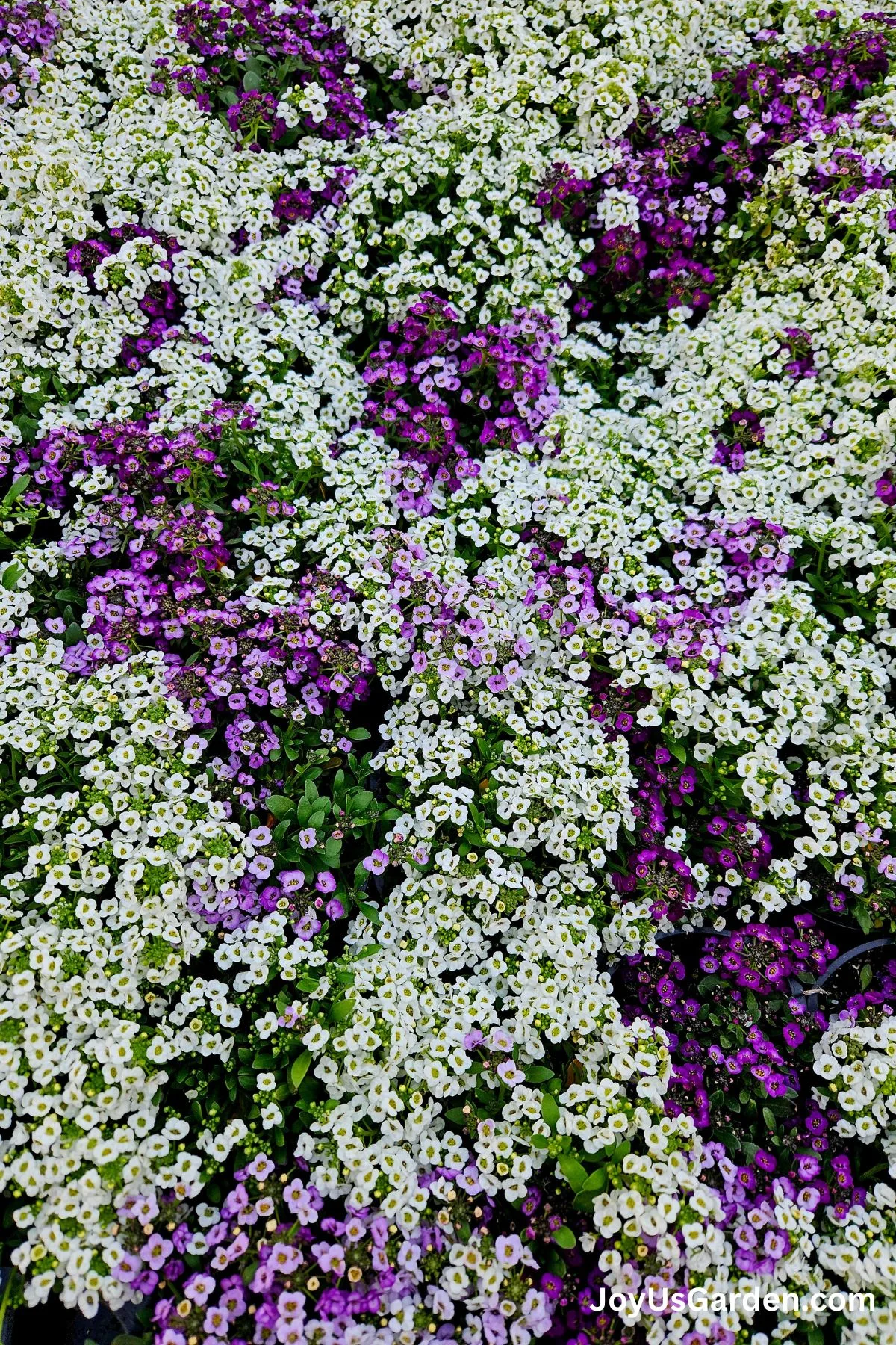Sweet alyssum grows outside close-up of the flowers in the colors white and purple.