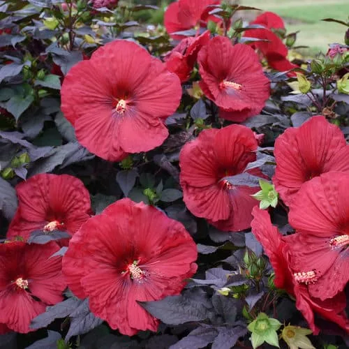 Red hibiscus with dark foliage growing outdoors.