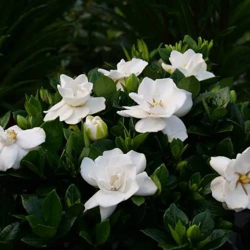 White gardenia blooms outdoors in a flower garden.