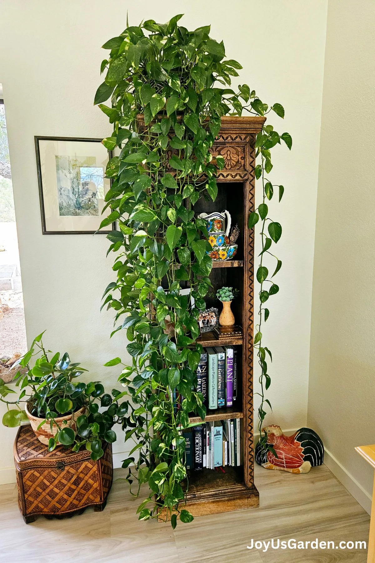 A golden pothos with long trails sits atop a bookshelf in a living room.