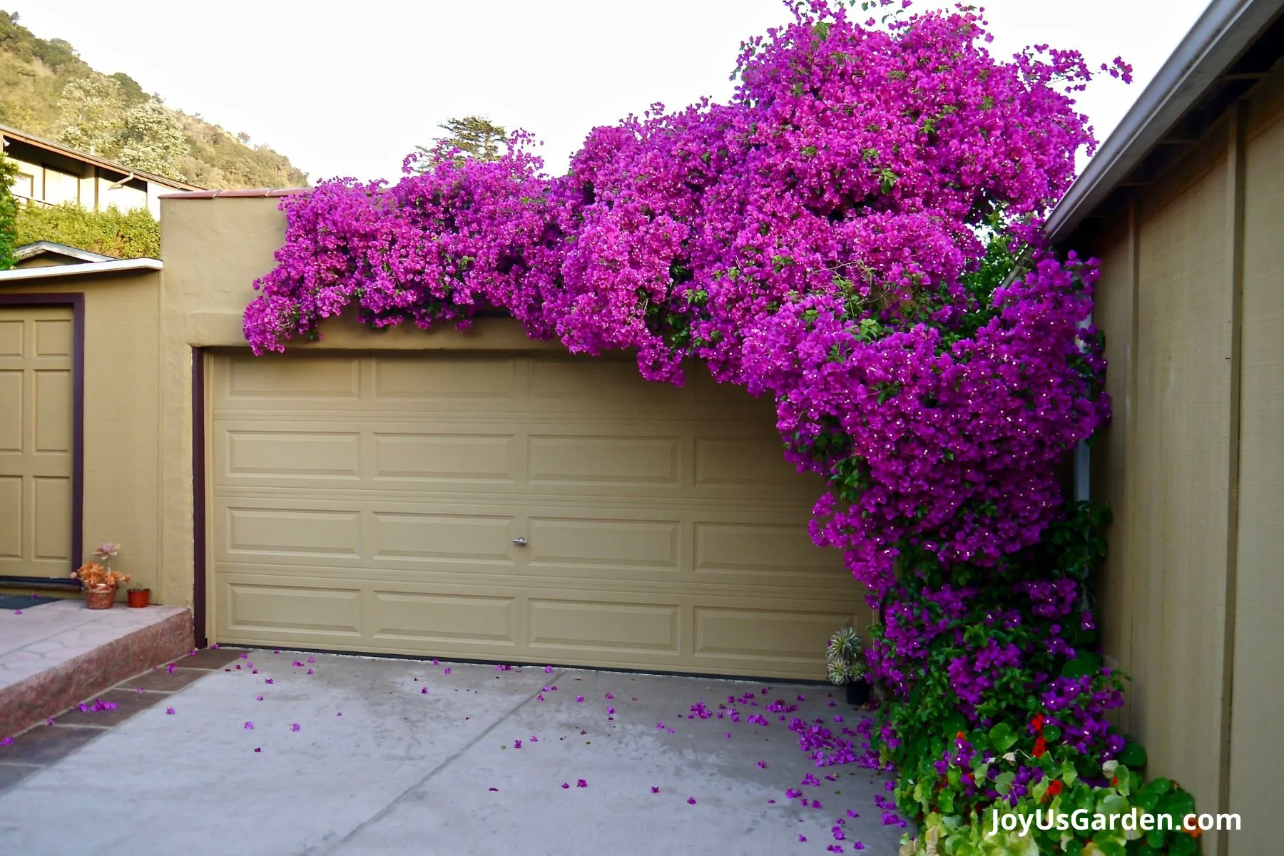 A pinkish purple bougainvillea grows in an arch form over a garage.